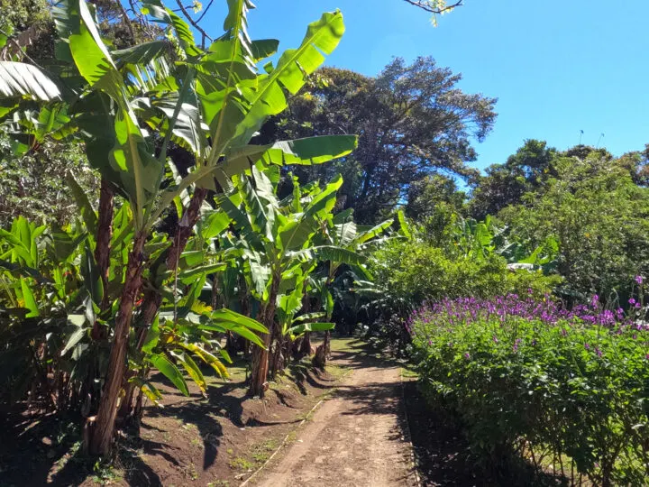 curi concha reserve view of trail through plants