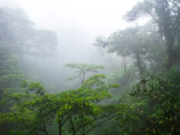 Monteverde Costa Rica view of cloud forest with cloud lingerie low in trees