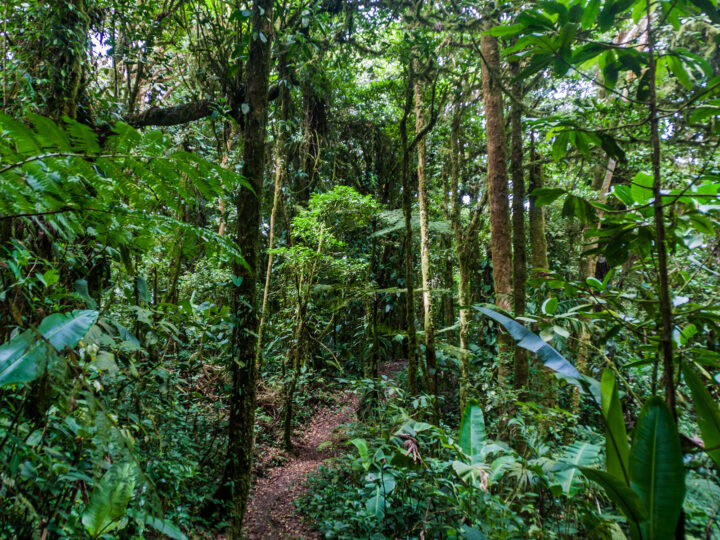 Monteverde forest Costa Rica 1 week itinerary view of cloud forest with walking path through trees