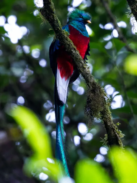 Resplendent quetzal in Monteverde cloud forest view of brightly colored bird sitting on tree branch