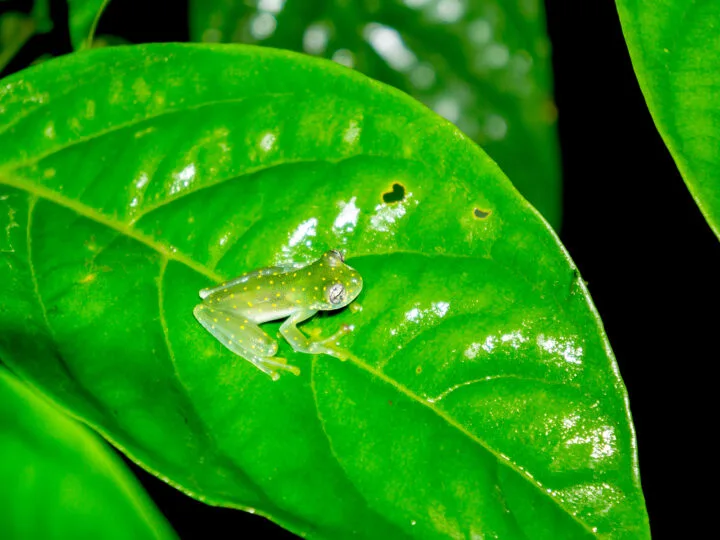 spotted glass frog on green leaf during night walk Monteverde