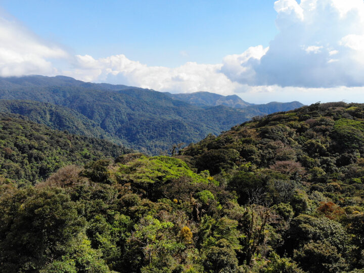 things to do in Monteverde view of treetops and surrounding hills on sunny day
