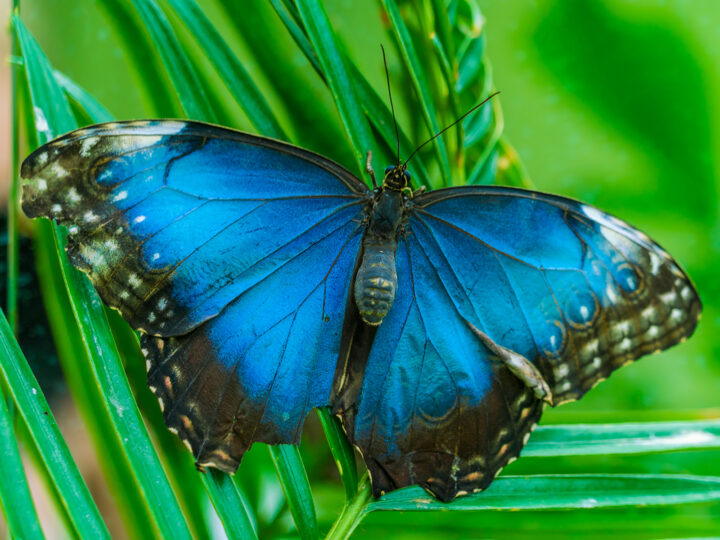 things to do in Monteverde visit the butterfly garden blue butterfly on green leaf