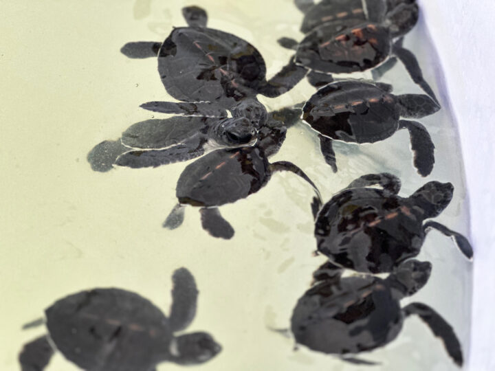 phang nga thailand baby turtles with black shells