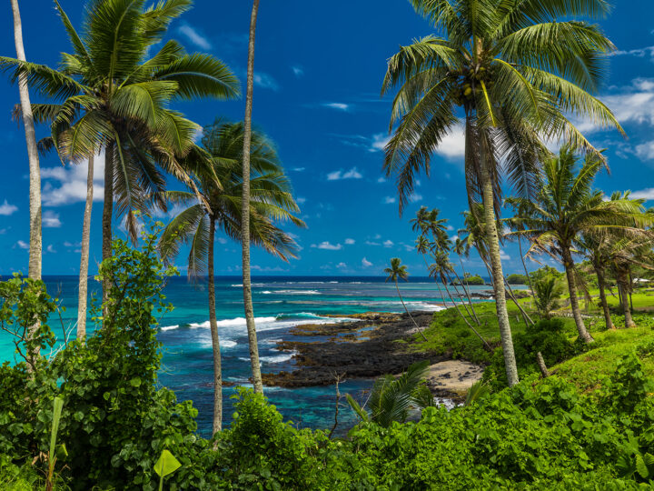 warm winter destinations usa palm trees and rocky shoreline with blue water