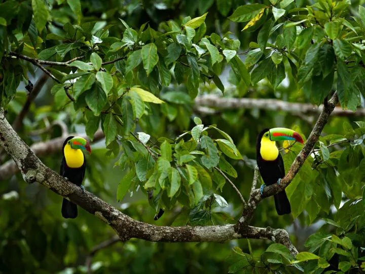 toucans sitting on tree branch in jungle