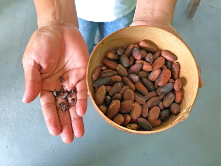 best things to do in Manuel Antonio Costa Rica chocolate tour hand holding cacao beans and bowl