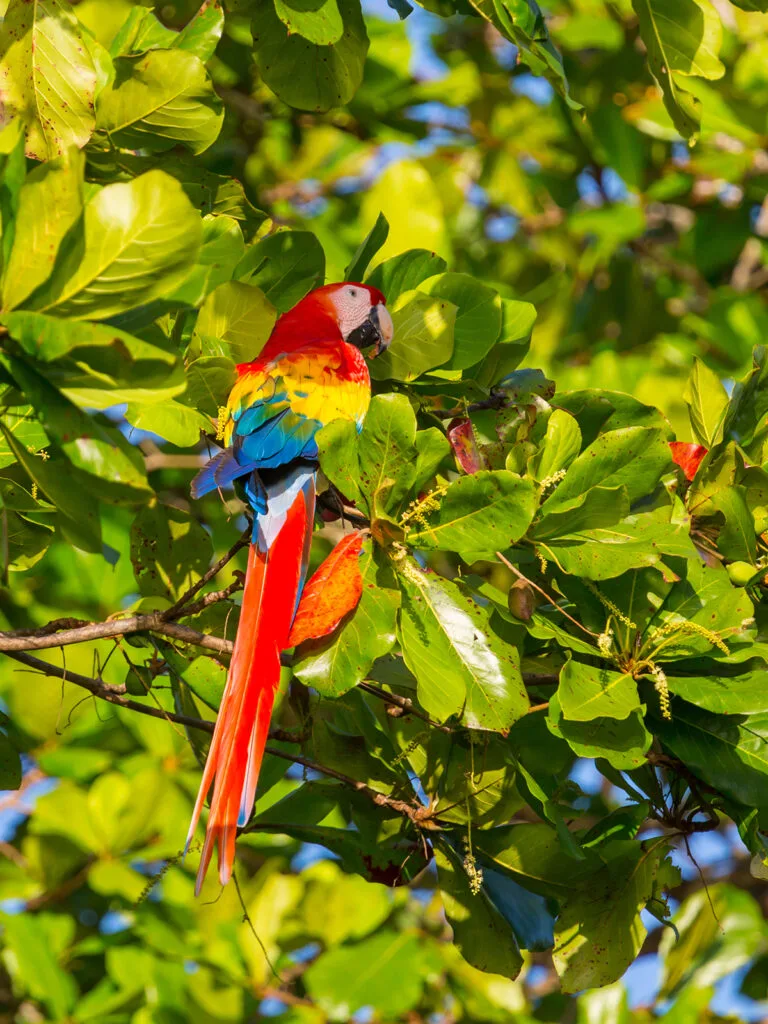 colorful macaw parrot on a branch in costa rica