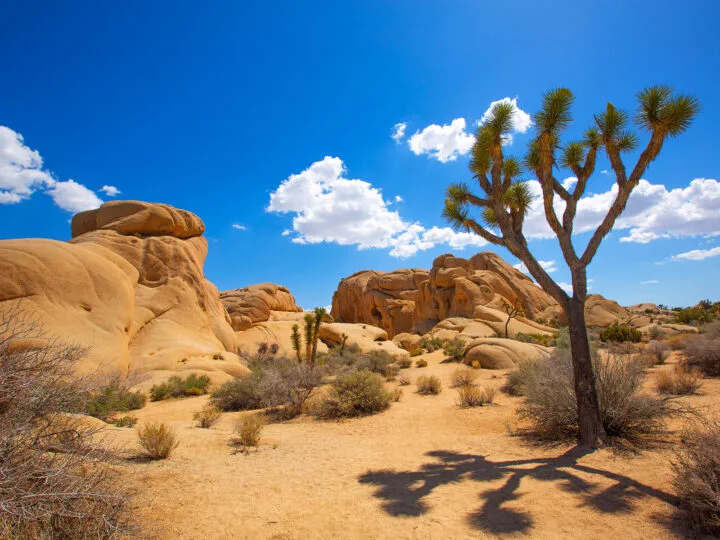 view of Joshua tree with desert landscape smooth rocks sunny day