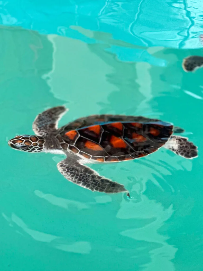 visit sea turtle conservation baby turtle floating in water