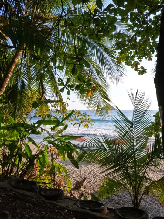 view of beach through palm trees