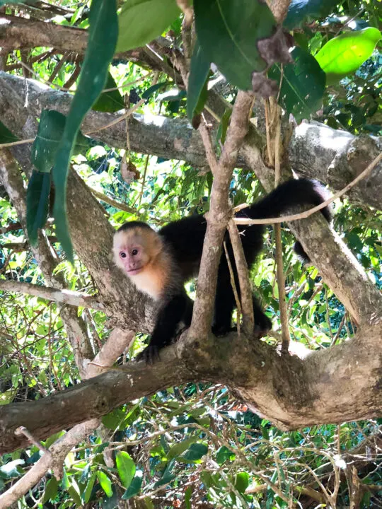black monkey white face walking on tree branch in costa rica