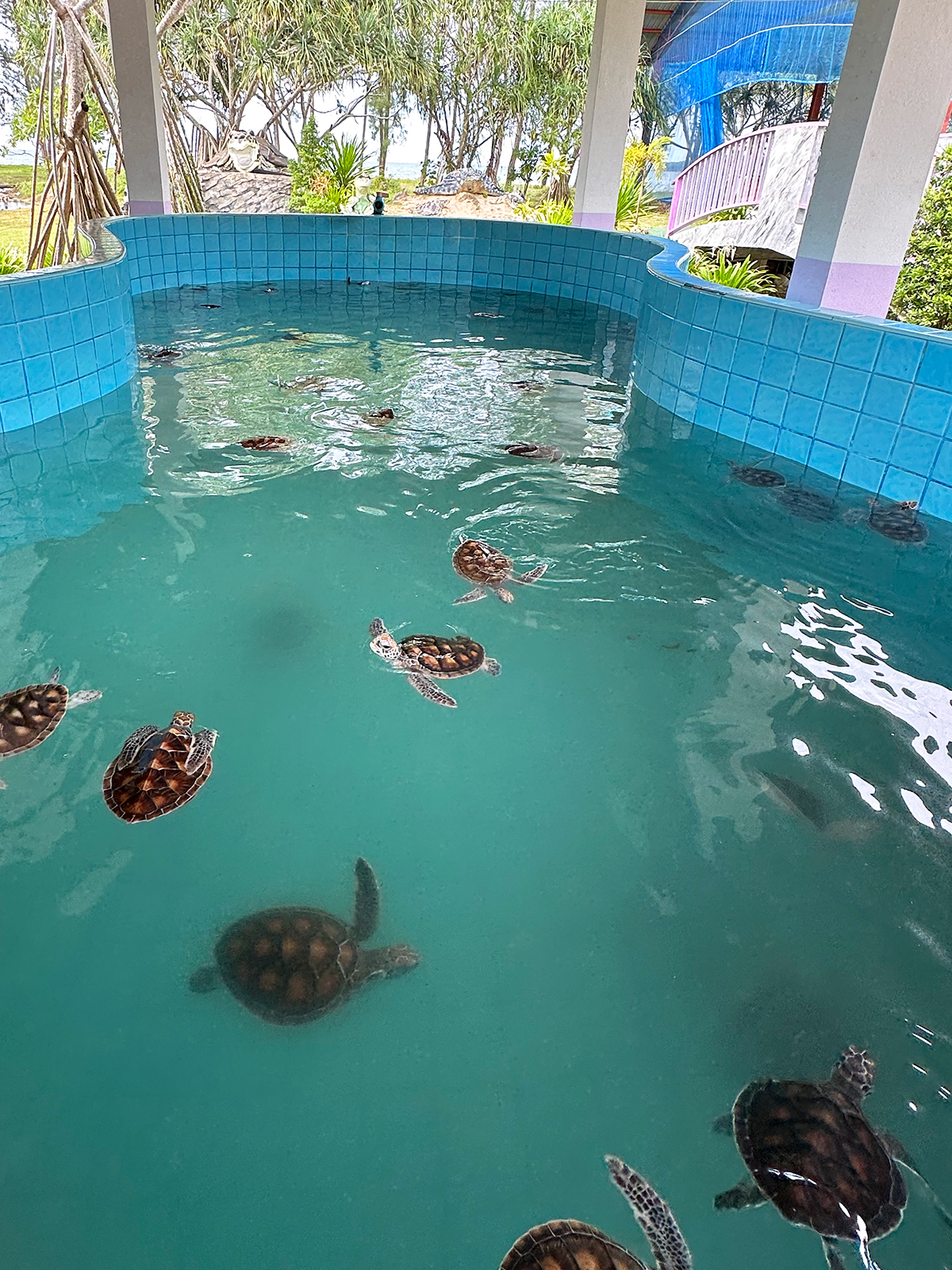 sea turtles in pool in khao lak thailand