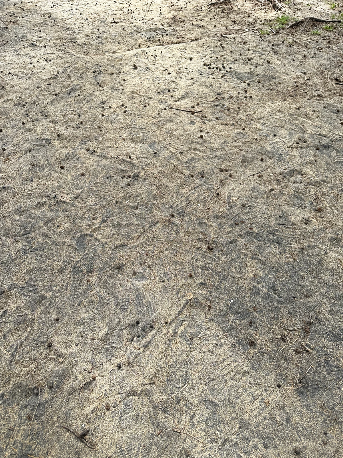 black sand beach khao lak sand with footprints