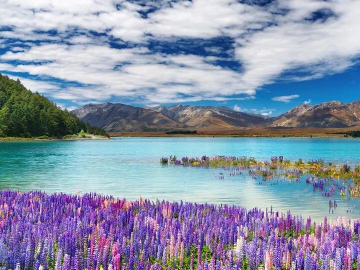 New Zealand landscape with purple flowers teal lake and mountains in distance