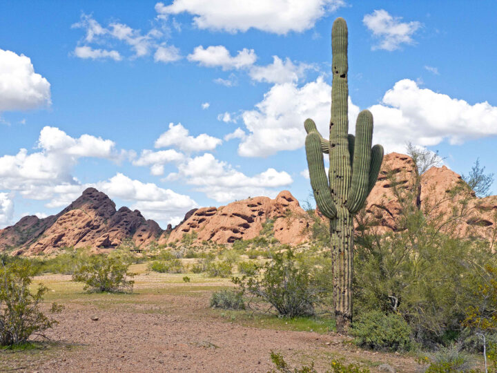 view of desert landscape with saguaro cactus best cheap family spring break trips