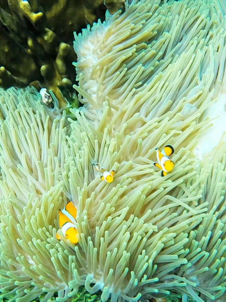 similan islands snorkeling view of clownfish in reef underwater