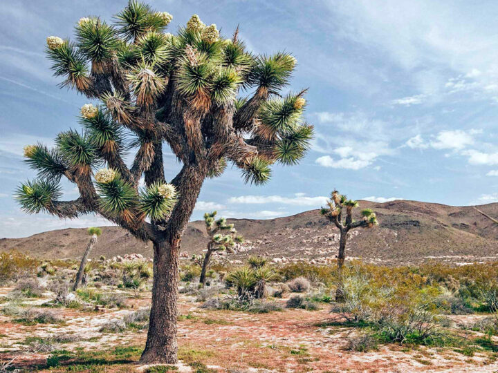 desert landscape with Joshua tree in foreground and in distance best spring break destination for families 