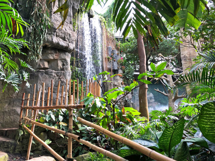 thick jungle foliage and trail to waterfall at Omaha zoo best spring break destination for families