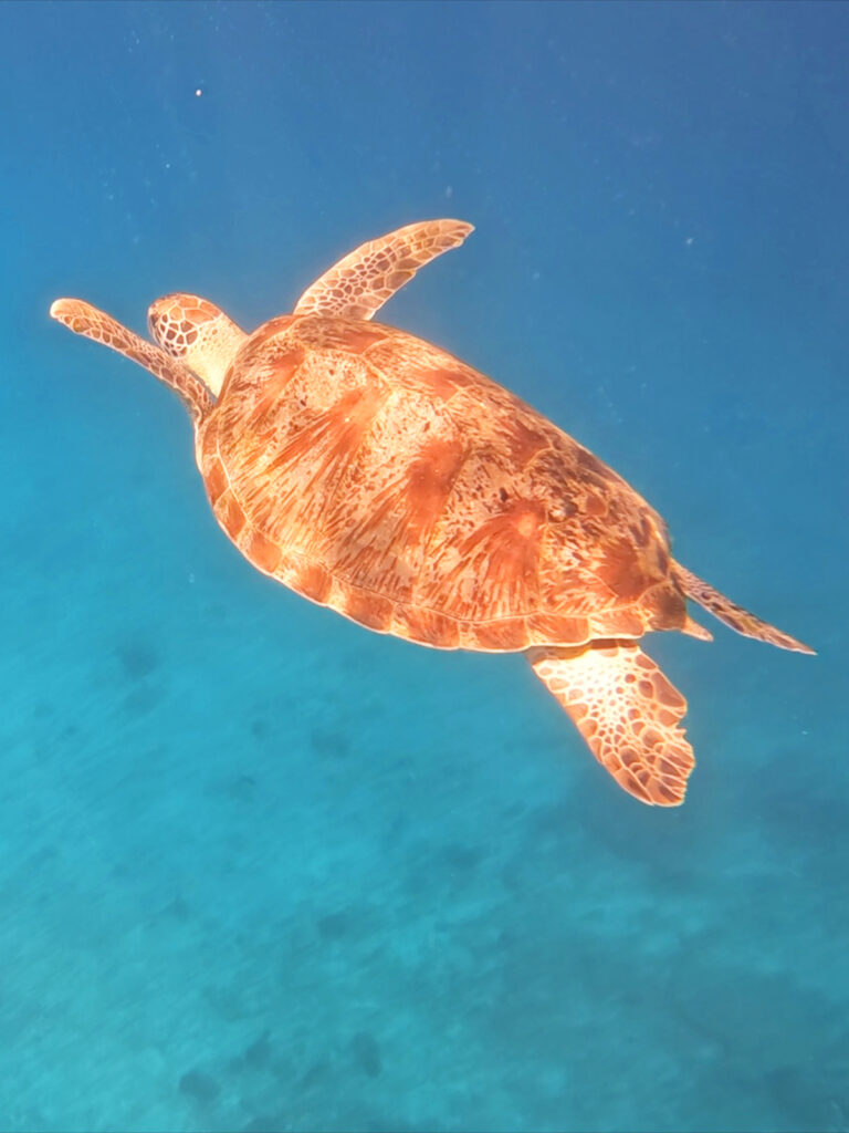 sea turtle swimming in blue water at similan islands