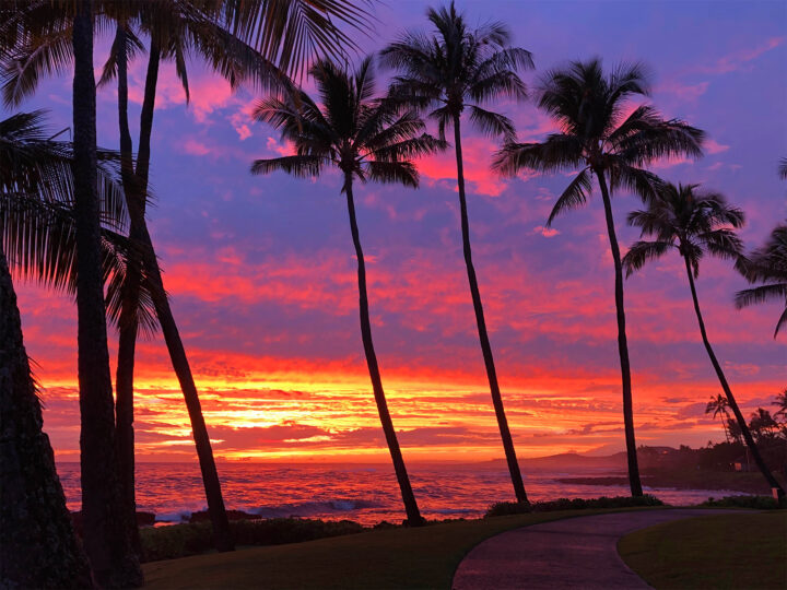 maui or kauai view of palm trees with vibrant red and purple sunset