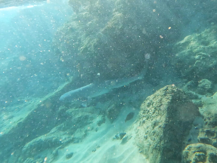 black tip reef shark in ocean water with rocks