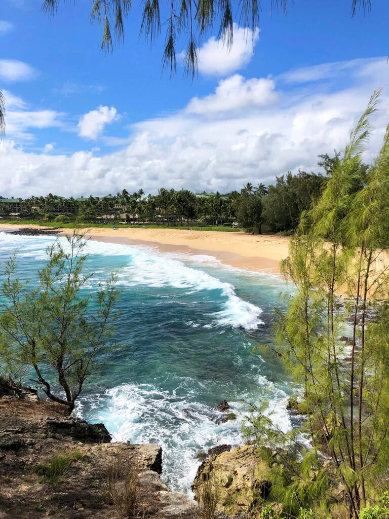 view of beach through trees blue water sunny sky tan sand