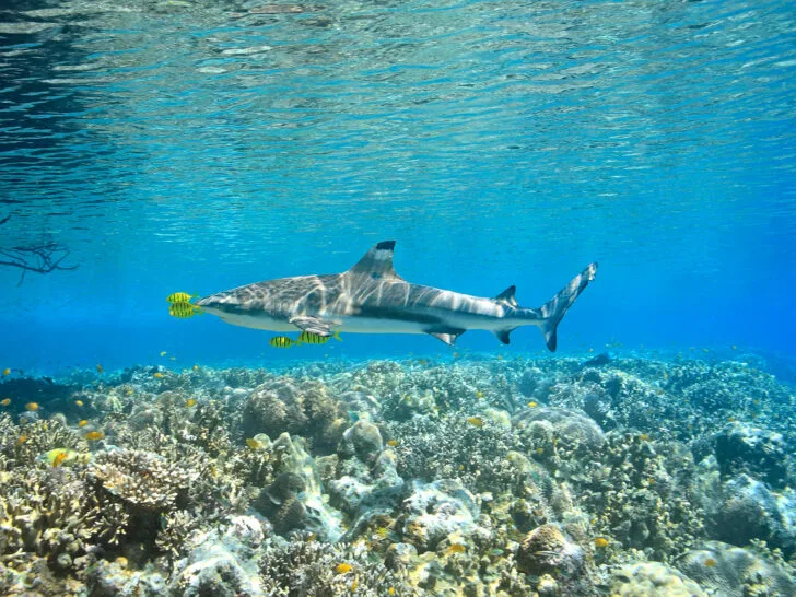 large black tip reef shark over reef with yellow fish
