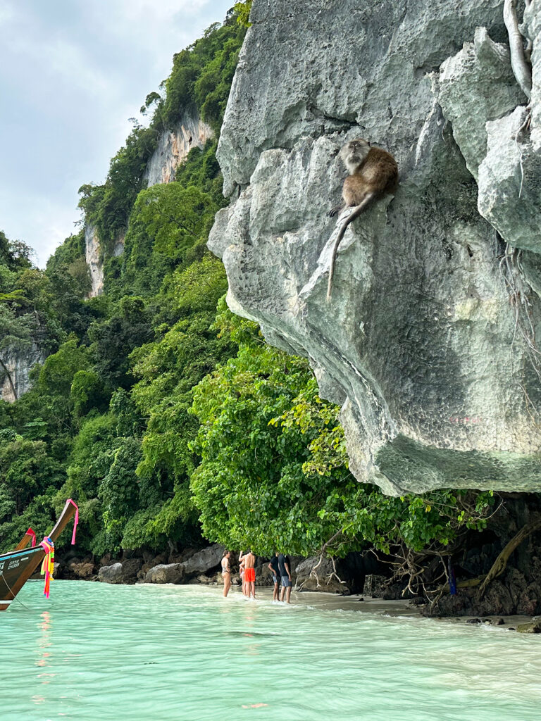 Monkey Bay thailand in koh phi phi with monkey on rock over water