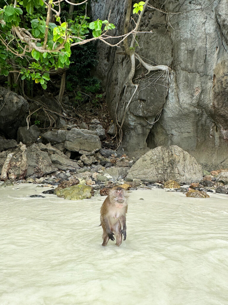 monkey beach phi phi islands thailand with monkey standing in water and rocks in background