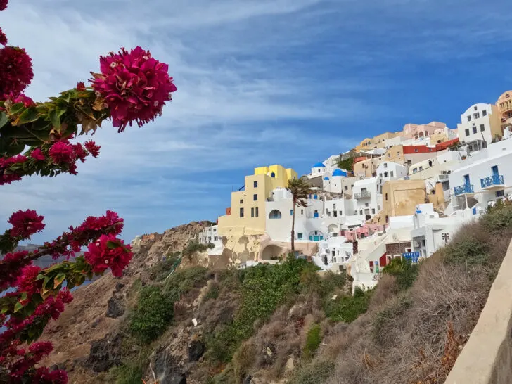 Celestyal Cruises Reviews Santorni Greece pink flowers with white and colorful buildings in distance