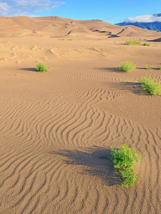 wavy sand dunes and puffs of green bushes