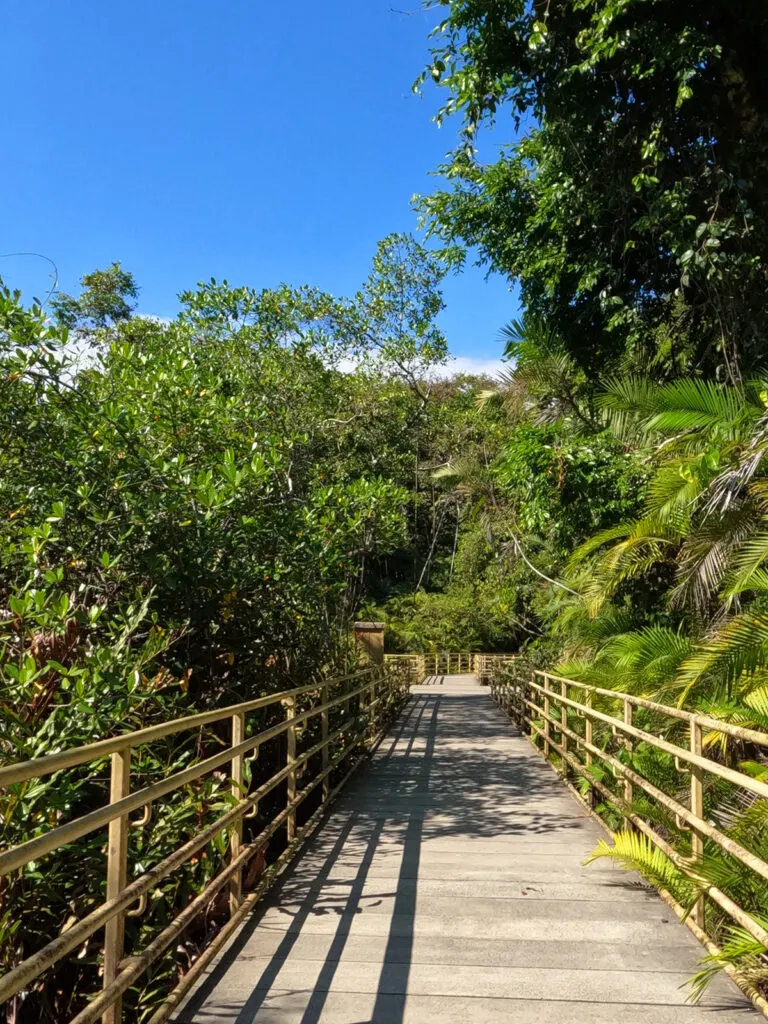 railing through lush rainforest