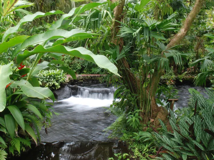 Tabacon hot springs view of hot springs pool through lush foliage in La Fortuna Costa Rica