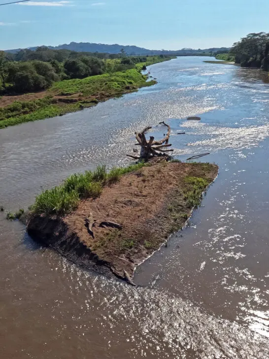 Costa Rica itinerary crocodiles on sand bar in muddy river
