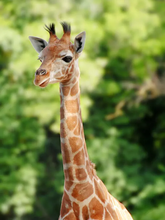 young giraffe with orange spots and green trees behind