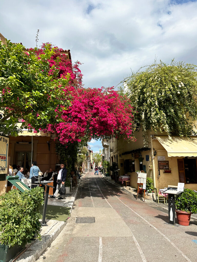 cruising Greek islands view of street in Athens with trees pink flowers and cafes