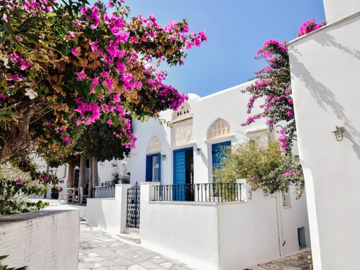 village building white and tree in front with pink flowers