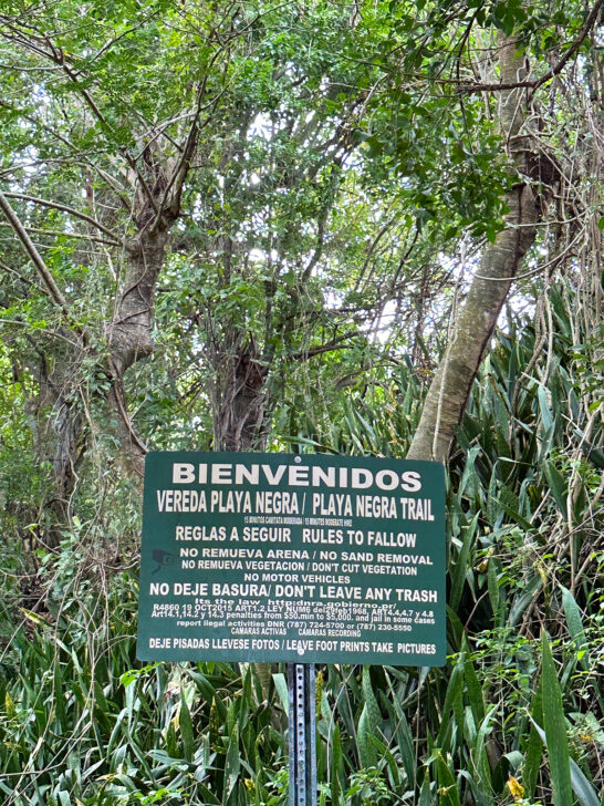 STUNNING Black Sand Beach Vieques: What to Know Before You Go