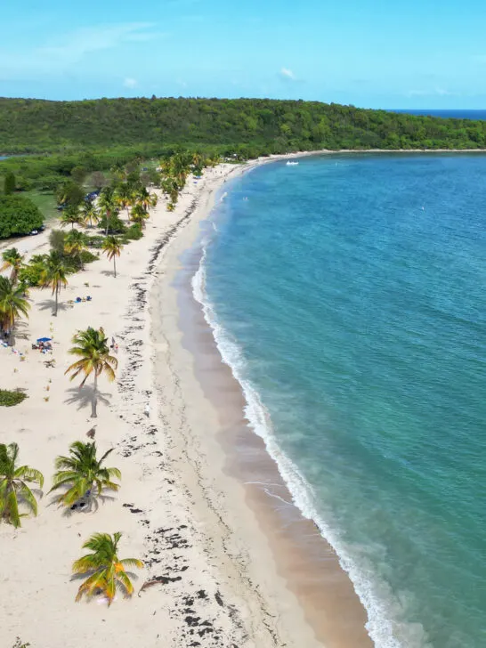 palm tree lined beach with tan sand and blue waves with coastline