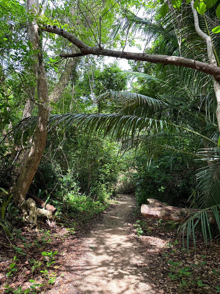 path walking to the Black Sand Beach Vieques with thick lush foliage