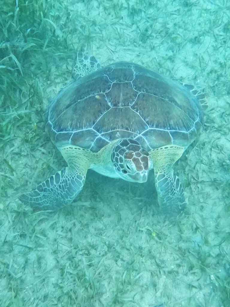 sea turtle on ocean floor while snorkeling