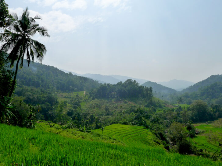 rice fields in Sri Lanka with palm trees in lush rolling hills