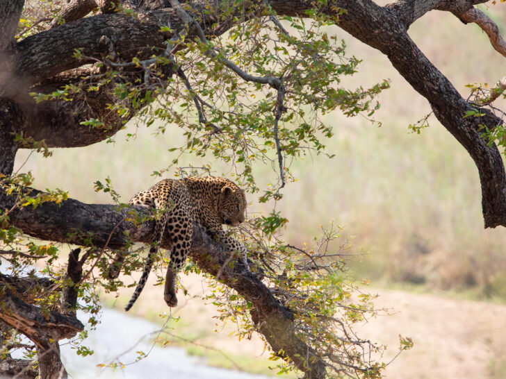 jaguar sitting in tree on safari in Africa
