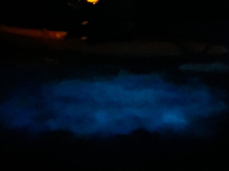 dark night photo with blurry blue mark at bioluminescent bay