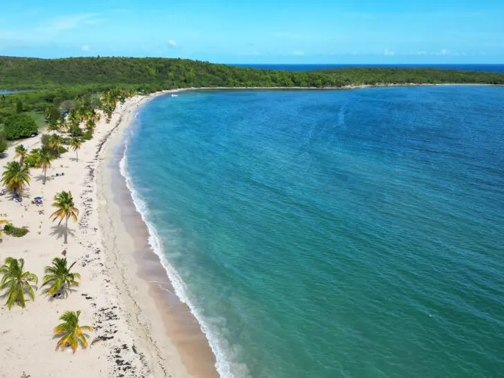 culebra vs vieques view of white sand beach with palm tree and blue water