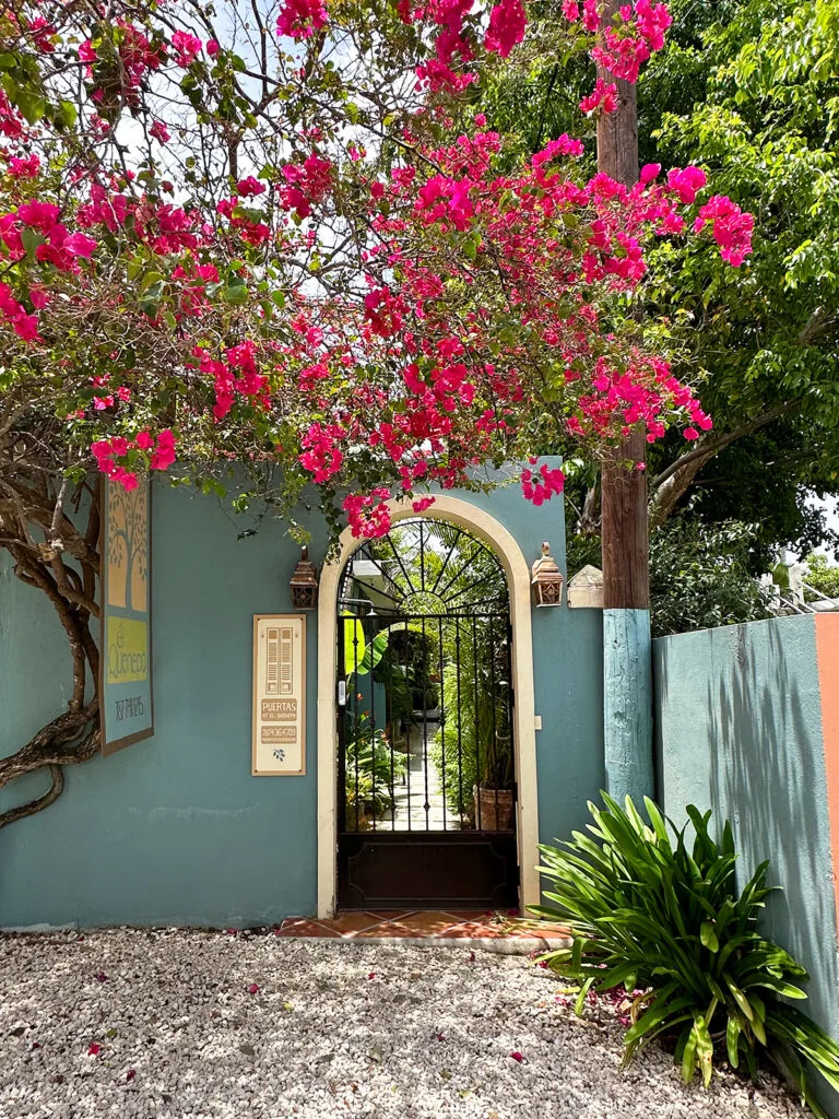 culebra or vieques view of building gate with pink flowers on tree