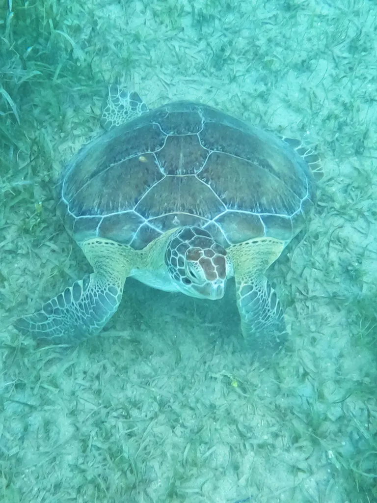 sea turtle sitting on ocean floor