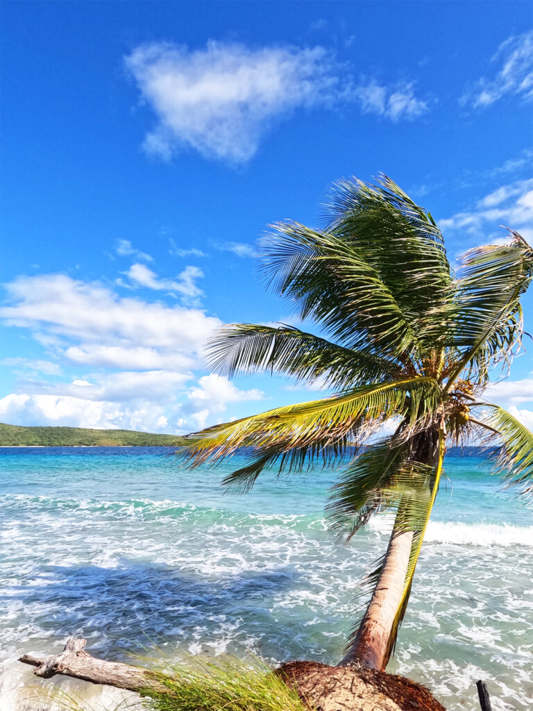 culebra or vieques Puerto Rico view of single palm tree hanging over ocean water on sunny day