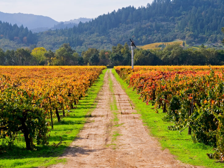 Napa valley california in autumn view of winery with fall foliage and road with hills